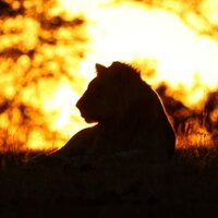African Lion Environmental Research Trust Logo